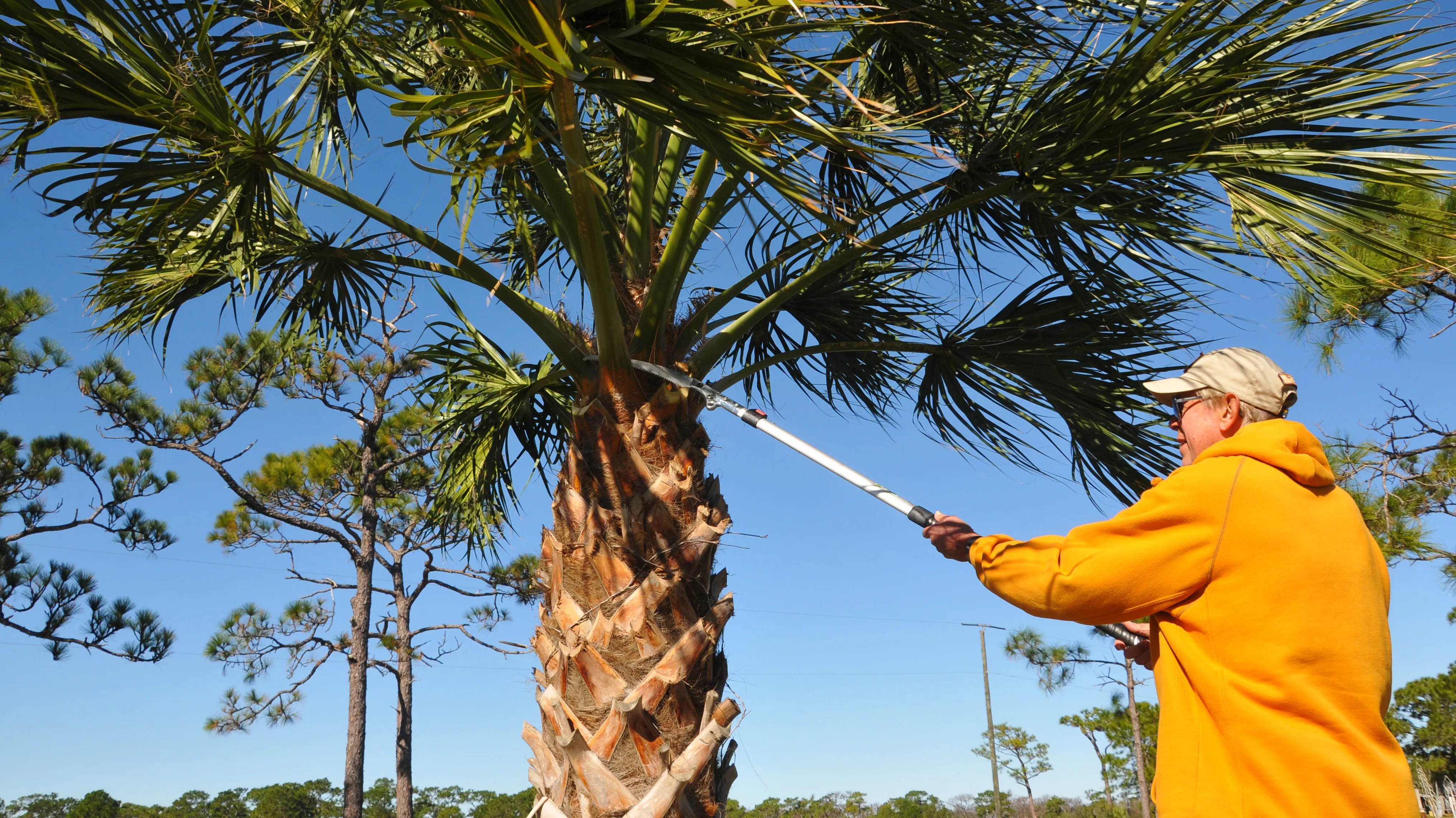 Tech trimming dead palm fronds with a long pole saw